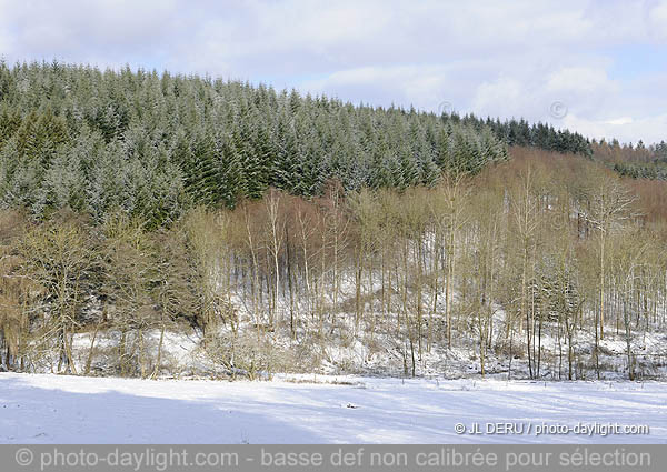 bois en hiver